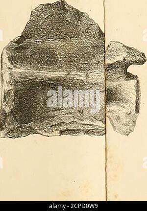 . Synopsis of the Extinct Batrachia, Reptilia and Aves of North America . Stockfoto