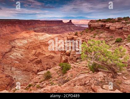 Shafer Basin und La Sal Mountains in weiter Entfernung, vom Dead Horse Point State Park, Colorado Plateau, Utah, USA Stockfoto