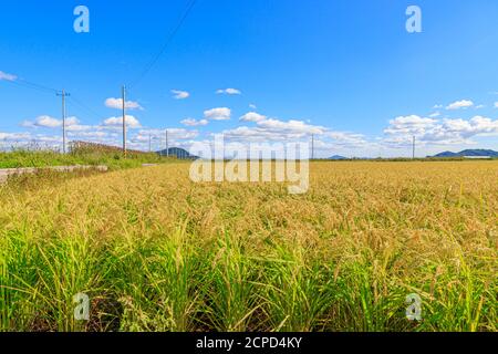 Koreanische traditionelle Reisanbau. Reislandschaftslandschaft im Herbst. Reisfeld und der Himmel in, Gimpo-si, Gyeonggi-do, Korea. Stockfoto