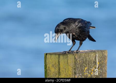 Aas Crow (Corvus corone) auf einem Holzpfosten auf See im Sommer in Großbritannien, mit Kopieplatz. Stockfoto