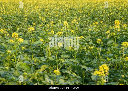 Dunkle Senfpflanzen auf einem Feld, gelbe Blüten und grüne Blätter, brassica nigra Stockfoto