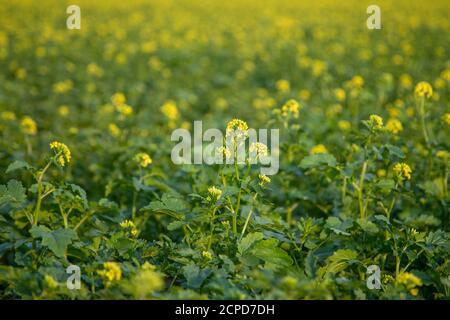 Dunkle Senfpflanzen auf einem Feld, gelbe Blüten und grüne Blätter, brassica nigra Stockfoto