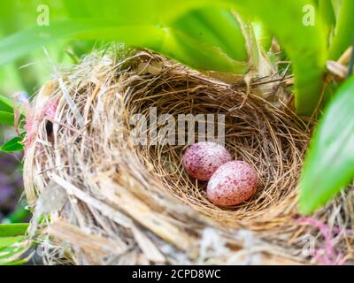 Nahaufnahme von zwei Eiern im Nest. Kleine bunte Eier Stockfoto