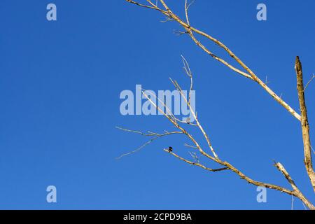 Baum Äste ohne Blätter auf blauem Himmel Hintergrund. Leerzeichen für Text Stockfoto