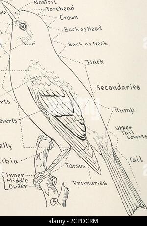 . Das Vogelbuch: Illustriert in natürlichen Farben mehr als siebenhundert nordamerikanische Vögel; auch mehrere hundert Fotos von ihren Nestern und Eiern.   C vwevloes mdde LOuXfev TOPOGRAPHIE DES VOGELS INHALTSVERZEICHNIS Tauchen Vögel. Ordnung I. Pygopodes 10 Grebes. Familie, Colymbidae 11 Loons. Familie Gaviidie 17 Anks. Murres und Papageientaucher. Familie Alcidse 21 langflügelige Schwimmer. Ordnung II. Longipennes 35 Skuas und Jaegers. Familie Stereoraridae 35 Möwen und Ternen. Familie Laridae 38 Abschäumer. Familie Rynchopidae 58 Schlauchnasenschwimmer. Auftrag III Tubinares 59 Albatrosses. Familie Diomedeida? 59 Fum Stockfoto