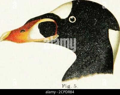 . Bericht über Naturhistorische Sammlungen in Alaska zwischen den Jahren 1877 und 1881 gemacht . Abb. 4 .. HALF^ NATU RAL S I X EL . COL-OF=(ECD i^F^CarvT rNj/Tl JF=IE: BV E:,W NIEL-SOIN. WIG. a. PACIFIC EIDER, männlich.S o III ri tc ri a ^-nigra. Feige.l.BRILLENGLÜTER, männlich,^rctonetta fischeri. Abb. 3 WILLO^W PTARMIGAN, männlich im Sommer.Lag op as Cagopiis. Abb. 5 Abb. 4 .AMERICAN SCOTER, Male.O ide ni ia a tn e ri c arta . SURFSCOOTER Male.Oideinia vers p i c i II bei a . VÖGEL. 81 kommen iuto die geschützten Buchten, somettiaies auf die Zahl von tausend oder mehr. Zu solchen Zeiten zeigen sie große Unruhe, und Stockfoto