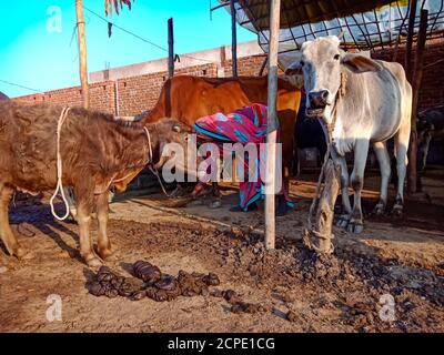 DISTRIKT KATNI, INDIEN - 04. JANUAR 2020: Eine Milchviehhalterin putzt in ihrer lokalen Milchfarm, einer indischen Farmszene. Stockfoto