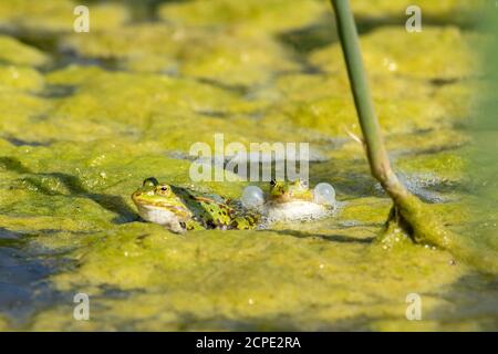 Teichfrosch (Pelophylax kl. Esculentus, Pelophylax esculentus, Rana esculenta) quakend. Stockfoto