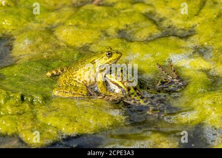 Teichfrosch (Pelophylax kl. Esculentus, Pelophylax esculentus, Rana esculenta) Stockfoto