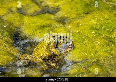 Teichfrosch (Pelophylax kl. Esculentus, Pelophylax esculentus, Rana esculenta) quakend. Stockfoto