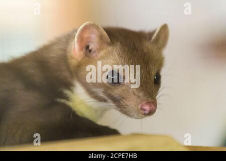 Steinmarder, Buchenmarder, Martes foina, Porträt Stockfoto