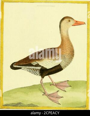 . [Planches enluminées d'histoire naturelle . £& Catiare/ j-i/fletir .•■!*,■ 8 2 G.. Canard Siffleur, de Cai/en/ie Stockfoto