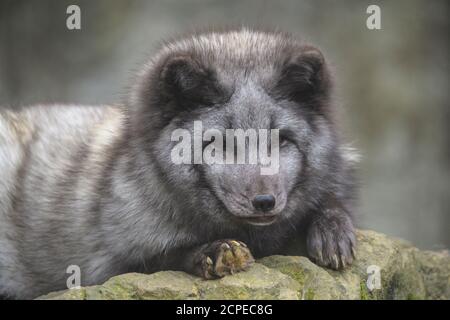 Polarfuchs oder Polarfuchs, Vulpes lagopus, Alopex lagopus Stockfoto