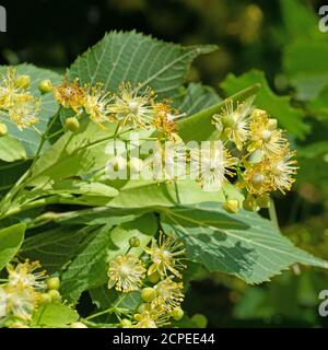 Blühende Sommerlinden, Tilia platyphyllos, Nahaufnahme