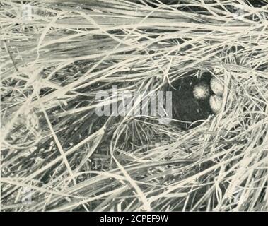 . Nester und Eier von australischen Vögeln, einschließlich der geographischen Verteilung der Art und populäre Beobachtungen darauf . o  : V- w-^ H. Stockfoto