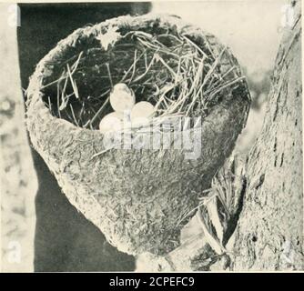 . Nester und Eier von australischen Vögeln, einschließlich der geographischen Verteilung der Art und populäre Beobachtungen darauf. Eatlv in das alte Nest Grallinas gebaut und enthielt drei Eier, deren zartes gesprenkeltes Aussehen durch die Roseateblusch schön gemacht Mast verursacht bv die Reflexion aus dem volk witliin. Allerdings, die erröten qiiiickly depai-ts, wenn die Eier geblasen werden. Der Baum, der das Nest enthielt, war ein kleiner roter Kaugummi, der in einer Lagune stand. Es war ein lebendiger Baum, denn er enthielt auch ein weiteres Grallinas Nest mit dem Vögel eigenen Jungen, und ein Bla<k und White Fantails Haus mit einem tripl Stockfoto