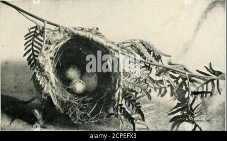. Nester und Eier von australischen Vögeln, einschließlich der geographischen Verteilung der Arten und beliebte Beobachtungen darauf . NList OF THK WHITE-EYE (ZOSTEHUPS).F<i»ii a Ilwlo by Tin A ullwr.. NEST VON THK GELB FAI;ED UONEV-EATEKVon einem Foto des Atithoi. NISTET AXD-EIER VON AISTRAUAN-VÖGELN. MO Es würde tliat tho kleine Zosterops wanders öeasionally Inland erscheinen.Ich finde durch meine Notizen, dass am 5. Oktober 1880, Ich nahm ein Nest mit Eiern inder Whipstick Sci-ub, Bendigo distnct; Und am 9. November 1882, beobachtete ein anderes Nest mit seinen hübschen blauen Eiern in einem Polygonum Busch auf Benjeroop, auf dem Lo Stockfoto