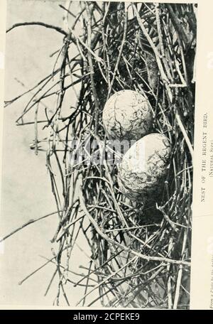 . Nester und Eier von australischen Vögeln, einschließlich der geographischen Verteilung der Art und populäre Beobachtungen darauf . te gegen seinen vollständigen Erfolg. Oologi.STS sind auf der Spitze der Erwartung für die Entdeckung der Nistund Eier dieses interessanten Buschbewohners, auch für weitere Informationen bezüglich der Nidifizierung seines Cousins von mehr architektonischen Weisheit - der reich gefärbte Golden Bower Bird (Prinnofhira nnrtninnaj. 168. – Sericulus meltnus, Swainson. – (282) REGENT VOGEL. Abbildung. – Gould: Birds of Australia, fol., Band iv., pi 12. Referenz. – Kat. Birds Brit. Mus., vi, S. 395. P Stockfoto