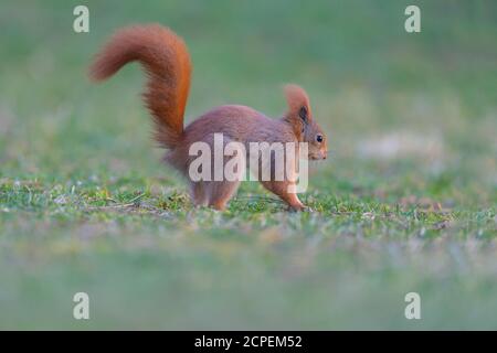 Eichhörnchen Sciurus vulgaris Stockfoto