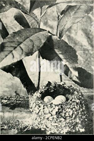 . Nester und Eier von australischen Vögeln, einschließlich der geographischen Verteilung der Art und populäre Beobachtungen darauf. rns, kein Nest wurde entdeckt. Die Ereignisse bewiesen, dass Rose Robins tatsächlich in der Nähe Melbournes gezüchtet hatten, als von Sammlern angenommen worden war, und wurden beeed, um die rosa-breasted Arten, die sie gi-atly ähneln, und für die theRose-breasted Vögel können leicht im Busch verwechselt werden, es sei denn, erschossen und behandelt. Mr. J. Gabriel sprang eine Mine auf lokale Sammler (einschließlich ihm selbst), indem er ein Paar Vögel, zusammen mit ihrem Nest und Eier, und sie zu bewarden Stockfoto