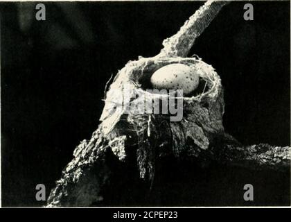 . Nester und Eier von australischen Vögeln, einschließlich der geographischen Verteilung der Art und populäre Beobachtungen darauf . vi:i.I.ov-i.Ki;.STI;i) ILViatciiick s nkst von IT Iliolo by /). Le Soui-f.. LEMON-BKKASTEI) ILVCATCl 1KKS NEST.1 ein Foto von D. LT Soiie/. NISTET A.VD EIER AUSTRALISCHER VÖGEL. 107 84. – MiCRtECA FLAVIGASTKH. Gould. - (151) ZITRONENREIHER FLIEGENFÄNGER. Abbildung. - Gould ; Birds of Australia, fol , Vol ii., pi 94Rtferenz. - Kat. Birds Brit. Mus., Bd. iv. S. 126 frühere Beschreibungen oj Eggs. – Le Souef: Proc. Roy See, Vict, VII .New ser., S. 24 (1895), auch Victorian Naturali Stockfoto