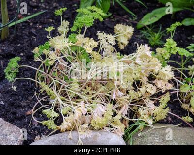 Petersilienkrankheit - die Blätter der Petersilie (Petroselinum crispum) Gelb färben Stockfoto