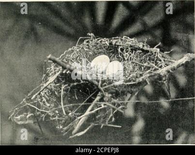 . Nester und Eier australischer Vögel, einschließlich der geographischen Verteilung der Art und populärer Beobachtungen darauf . s in New South Wales, nahmen die ungewohnten Anzahl von drei Eiern aus Nestern des httle Brown Flycatcher. Zwei, und wahrscheinlich tlu-ee Brutvögel werden eine Saison aufgezogen, Wliich beginnt gewöhnlich im Oktober und erstreckt sich bis Dezember. In Südaustralien sagt Mr. James G. McDougall, dass der Brown Flycatcher oder Post Sitter, wie er den Vogel nennt, im September oder Oktober zu brüten beginnt, indem er ein Paar Eier schlingt, wie es in Victoria der Fall ist. 83. – MicKCECA assimilis, Gould. – (150) KLEINER BRAUNER FLIEGENFÄNGER. Stockfoto