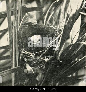 . Nester und Eier von australischen Vögeln, einschließlich der geographischen Verteilung der Arten und beliebte Beobachtungen darauf . LKSSKK RUFOUS SIIKIKE SOOR S NESTFiom a rhola von i>. Lc Sou,/... NEST DER ASCHIGEN VORDERFLIEGE ROBIN.aus einem Foto von D. Le Souef. AESTS UND EIER VON AUSRAAL/A.V BIKVS. 95 Weiter nördlich bei Cape York nahm sein Bruder H. G. Barnard, duinngJanuary und Febniary, 1897, zwei Eier und acht mit einer Ergänzung von drei Eiern eadi. Die Brutzeit erstreckt sich von September bis Februar. FAMILIE – CAMPOPHAGID^: KUCKUCKWÜRGER. 73- Stockfoto