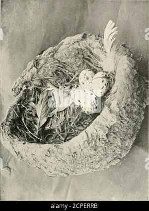 . Nester und Eier von australischen Vögeln, einschließlich der geographischen Verteilung der Art und populäre Beobachtungen darauf. Re Bezirk, Victoria, informiert mich diese Vögel geben einige Probleme in den neu gesät Felder bypulling bis Korn gerade wie es geninating ist. Brutmonate, August bis Dezember. FAMILIE – PARADISEID^ ; PARADIESVÖGEL. Unterfamilie : Epimachin^. 54- – Ptilorhis paradisea, Swainson. – (363)GEWEHRVOGEL. Abbildung. – Gould : Birds of Australia, fol., Band iv.. Pi. Loo Refsrence. – Kat. Birds Brit. Mus., Bd. III., S. 154. Vorherige Beschreibung der Eier. - Campbell; Victorian Naturalist (1897). G Stockfoto