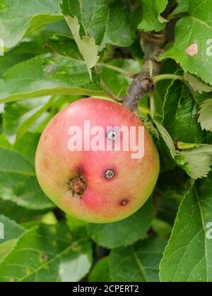 Ein Befall der Kabeljaulmotte kann an der erkannt werden Kleine Löcher im Apfel (Cydia pomonella) Stockfoto