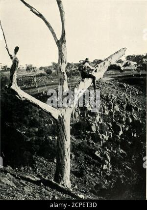 . Nester und Eier australischer Vögel, einschließlich der geographischen Verteilung der Arten und populärer Beobachtungen darauf. Ch von Dreieiern wird zur oiu-Sammlung hinzugefügt. Die Lage der Eier war etwa 15 Meter vom gi-Oimd entfernt. Die ursprünglichen Eier Govild beschrieben wurden am 8. November, von seinem nützlichen Begleiter der Aborigines, Natty genommen. Die Proben befanden sich^afoi-Stationszustand der Inkubation. Herr Wm. Wliite (Adelaide) nahm auf zwei Twookassionen auf Kangaroo Island aus verlassenen Ravens-Nestern Eier der Bookbook Owl. Ein kurioser Ort für eine Eule, um Eier zu depositen. Die Bucheule kann fl Stockfoto