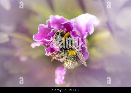 Bienenzucht auf Hibiskusblüte Stockfoto