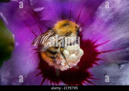 Bienenzucht auf Hibiskusblüte Stockfoto