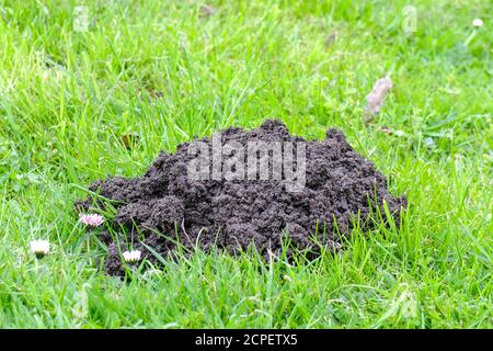 Frische Maulwurffelder im Rasen Stockfoto