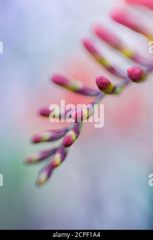 Lenssbaby Bild einer Crocosmia Blume Stockfoto