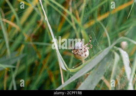 Nahaufnahme einer Gartenspinne (Araneus diadematus), die in der Vegetation von Wicken Fen frisch gefangenes Futter in ihr Netz einwickelt Stockfoto