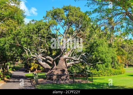 Ein großer Flaschenbaum aus Queensland (Brachychiton rupestris) im Royal Botanic Garden, Sydney, Australien Stockfoto