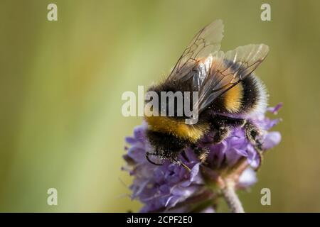 Eine mit Pollen bedeckte Hummel (Bombus terrestris) ernährt sich von Blumen bei Wicken Fen in Cambridgeshire Stockfoto