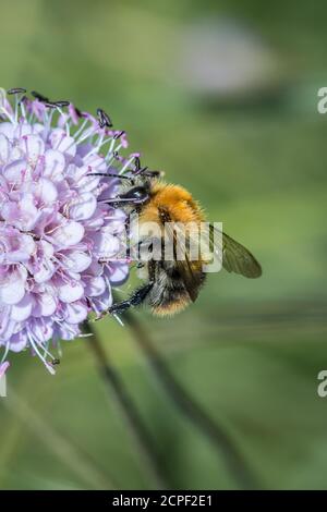 Eine gewöhnliche Carderbiene (Bombus pascuorum) ernährt sich von einer rosa Blume in Wicken Fen, Cambridgeshire Stockfoto