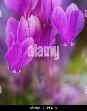 Gruppe der violetten Cyclamen Stockfoto