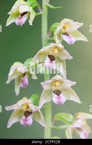 Breitblättrige Helleborine (Epipactis Helleborine), wilde Orchideenblüte in den Dolomiten, Belluno, Venetien, Italien Stockfoto