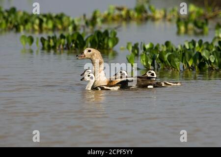 Orinoco Goose, neochen jubata, Erwachsener mit Küken im Wasser, Los Lianos in Venezuela Stockfoto