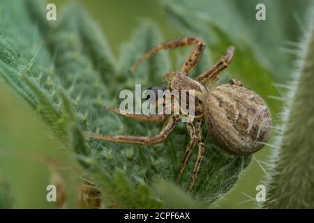 Eine kleine Krabbenspinne (Xysticus cristatus) versteckt sich zwischen Brennnesselblättern, die sich auf einem kleinen Schwarzkäfer auf dem Abfallgrund in Newmarket, Suffolk, ernähren Stockfoto