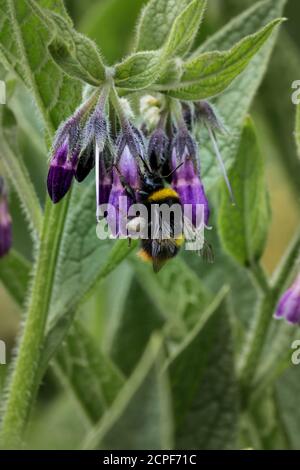 Eine frühe Hummel (Bombus pratorum) ernährt sich von purpurnen Beinwell-Blüten auf Abfallboden in Newmarket Stockfoto