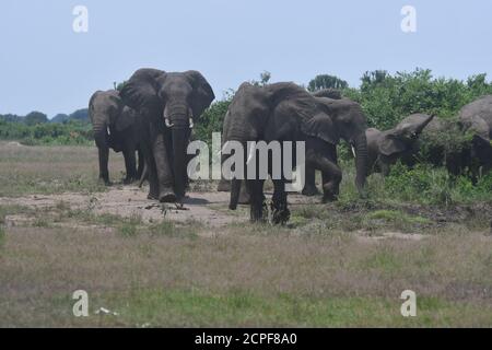 Kasese, Westugandand. September 2020. Elefanten Streifen im Queen Elizabeth National Park in Kasese, Westugandand, 18. September 2020. Uganda hat am 5. September angekündigt, dass es alle seine Nationalparks vollständig geöffnet hat, da das Land weiterhin Lockdown-Beschränkungen lockert. Uganda Wildlife Authority (UWA), eine staatliche Naturschutzbehörde, sagte in einer Erklärung, dass alle Parks einschließlich der Primatenparks nach der Einführung von Standard-Betriebsverfahren geöffnet sind. Kredit: Ronald Ssekandi/Xinhua/Alamy Live Nachrichten Stockfoto