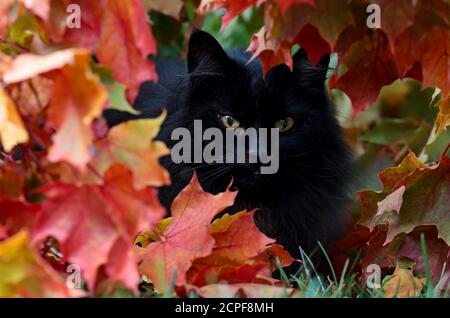 Eine schwarze norwegische Waldkatze versteckt sich in Ahornblättern Stockfoto