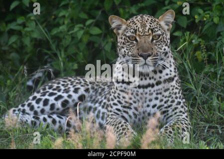 Kasese, Westugandand. September 2020. Ein Leopard ruht im Queen Elizabeth National Park in Kasese, Westugandenam 18. September 2020. Uganda hat am 5. September angekündigt, dass es alle seine Nationalparks vollständig geöffnet hat, da das Land weiterhin Lockdown-Beschränkungen lockert. Uganda Wildlife Authority (UWA), eine staatliche Naturschutzbehörde, sagte in einer Erklärung, dass alle Parks einschließlich der Primatenparks nach der Einführung von Standard-Betriebsverfahren geöffnet sind. Kredit: Ronald Ssekandi/Xinhua/Alamy Live Nachrichten Stockfoto