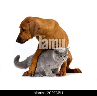 Pup lila British Kurzhaar männliche Hauskatze und Rhodesian Ridgeback, 3 Monate alt Stockfoto