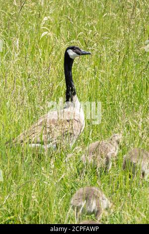 Deutschland, Baden-Württemberg, Au a. Rhein, Kanada Gänse (Branta canadensis) mit Küken. Stockfoto