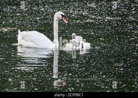 Familie der weißen stummen Schwäne (Cygnus olor) Mit niedlichen Cygnets schwimmen in einem See mit Pollen bedeckt Stockfoto